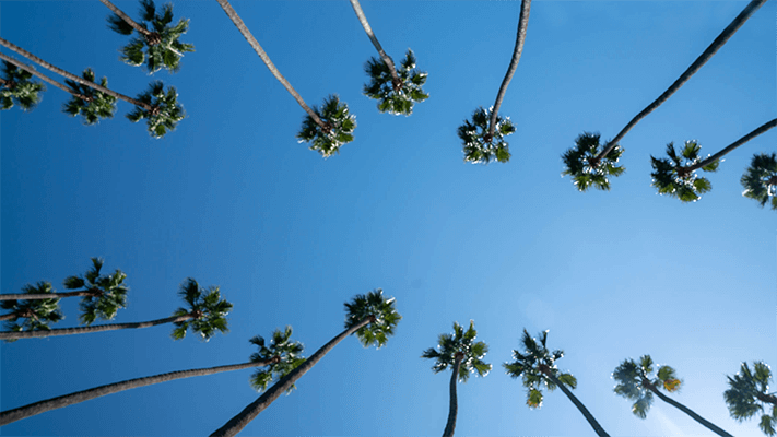 Palm Trees
